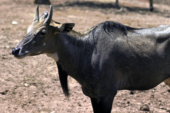 Artiodactyla