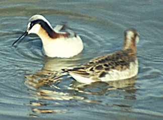 Charadriiformes