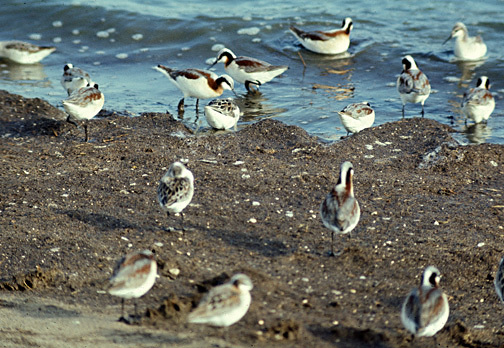 Charadriiformes