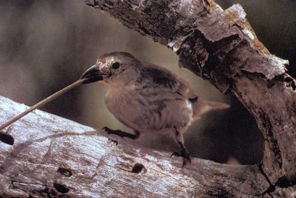 WoodpeckerFinch2