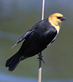 Yellow_headedBlackbird