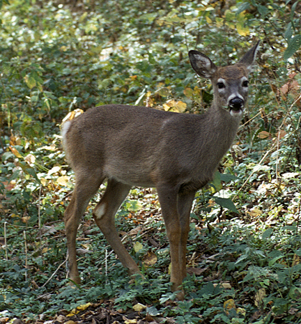 Artiodactyla