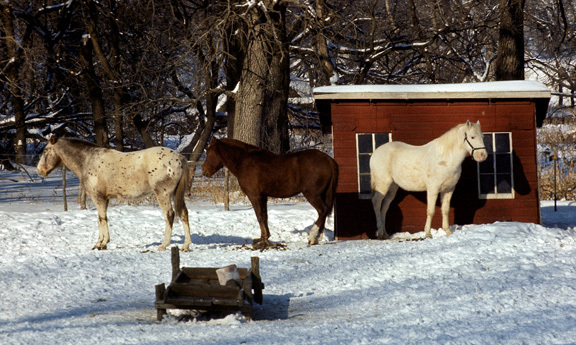 Equus caballus