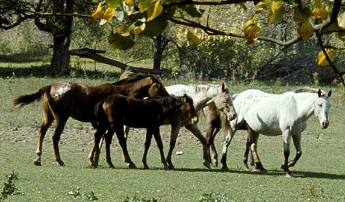 horses_nearLyndMN