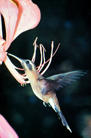 hummingbirdJun70