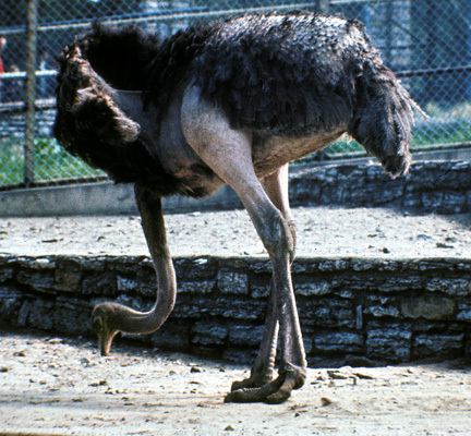 ostrich_18