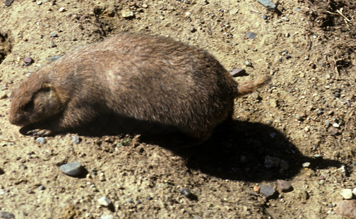 Eumetazoa