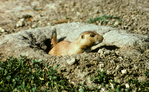 Cynomys ludovicianus