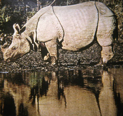 rhinoceros unicornis comiendo