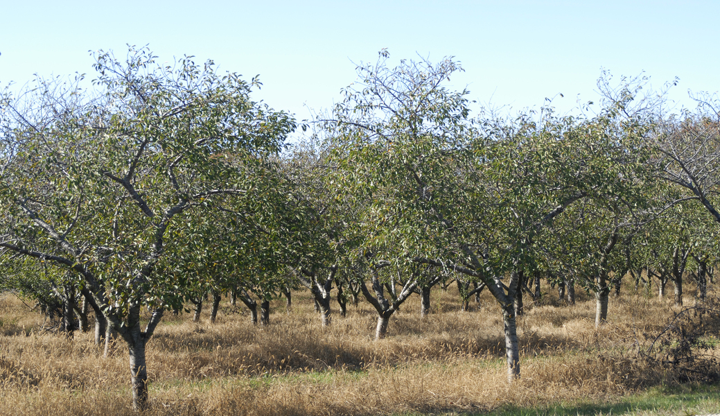 orchard0125