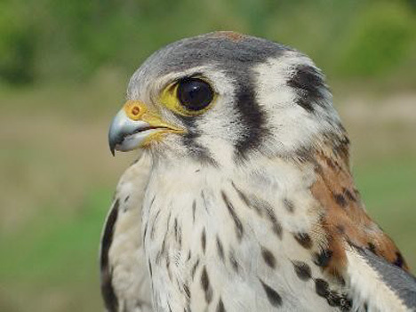 Falconidae