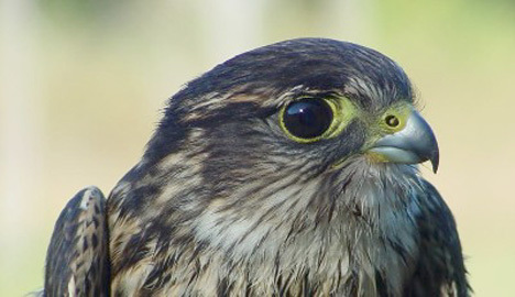 Falconiformes