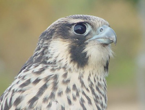 Falconidae