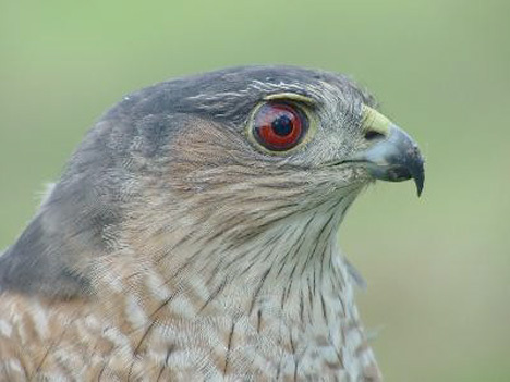 Accipiter