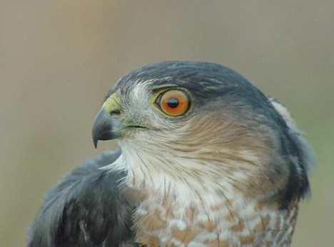 Falconiformes