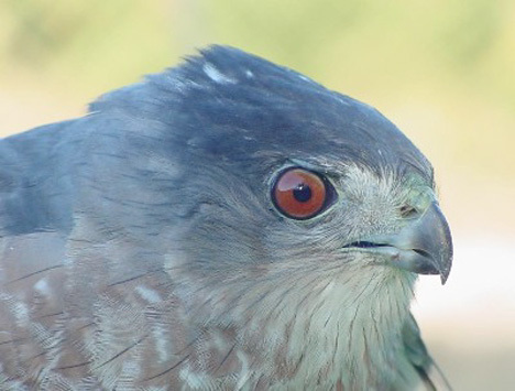 Accipiter cooperii