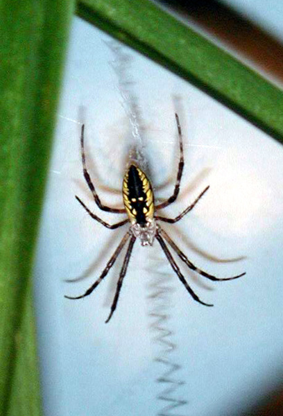 Arachnida