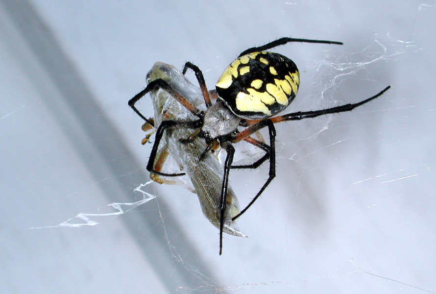 argiope_aur_feeding1