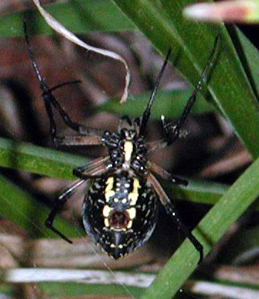 Chelicerata