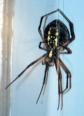 Arachnida