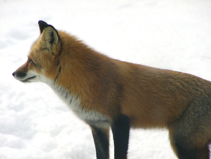 Vulpes