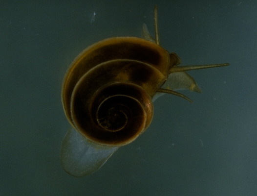 Lophotrochozoa