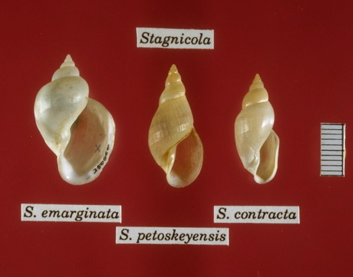 Eumetazoa