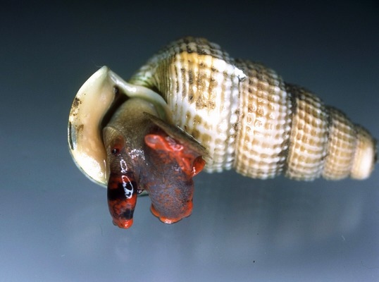 Gastropoda