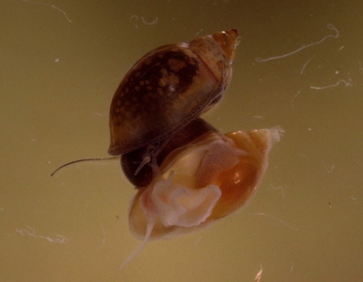 Eumetazoa