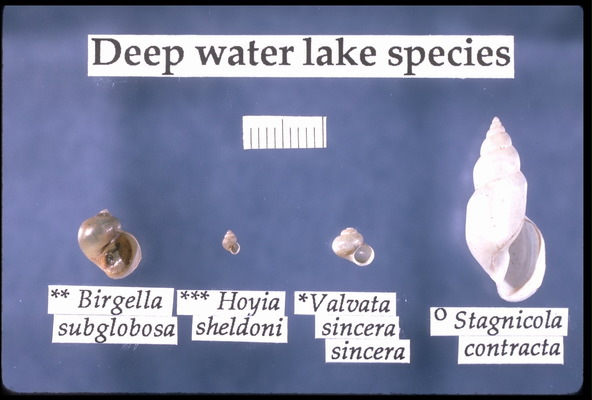 Eumetazoa