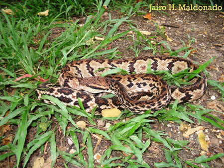 Lachesis_stenophrys