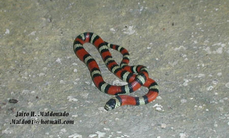 Lampropeltis triangulum