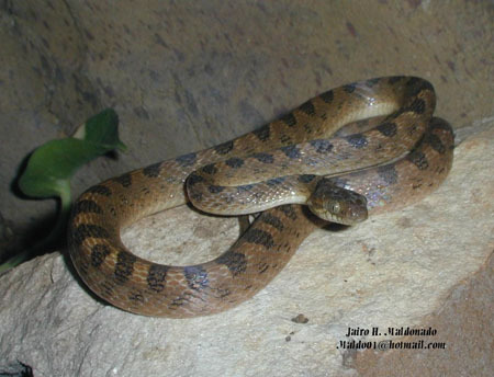 Leptodeira_sept