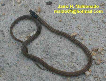 Colubridae