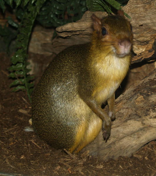 Rodentia