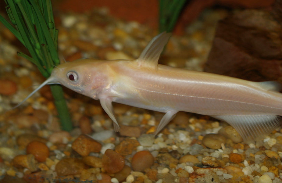 Albinochannelcatfish
