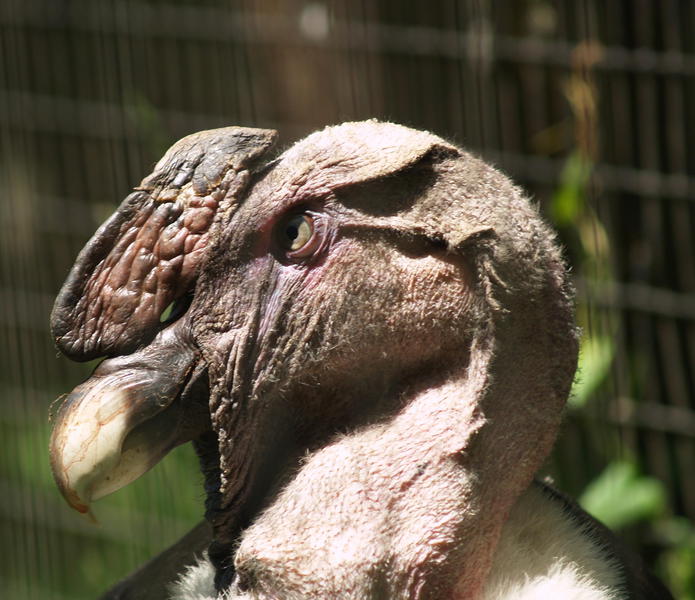 Andeancondor