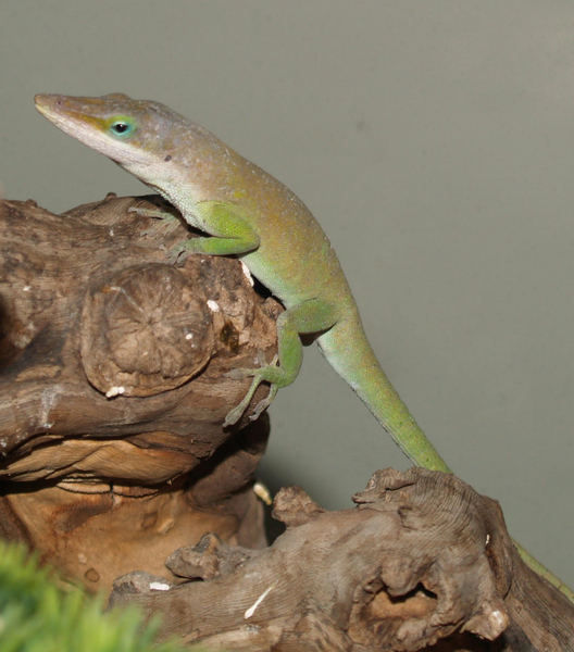 Anolis