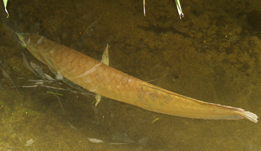 Osteoglossum bicirrhosum