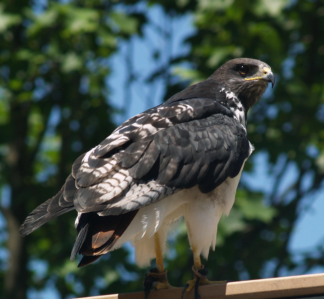 Buteo augur