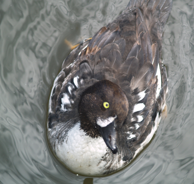 Bclangula_firstwintermale