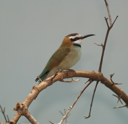 Photo of Merops albicollis