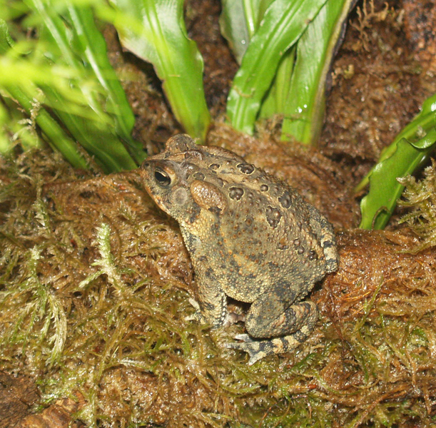 Anaxyrus fowleri