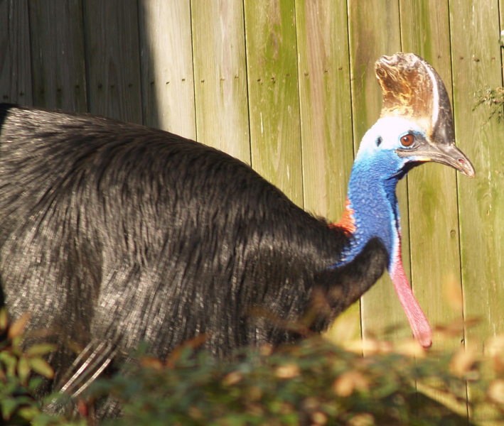 Cassowary