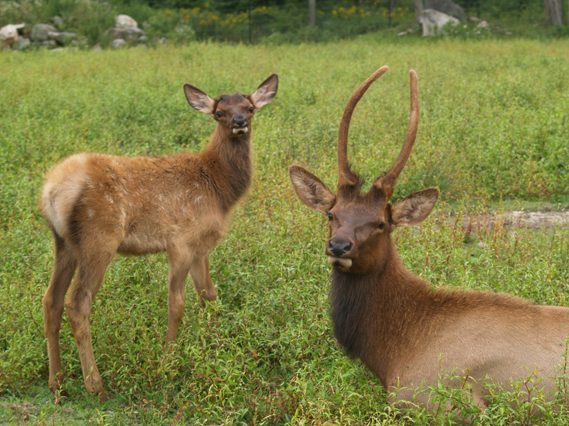 Cervus elaphus