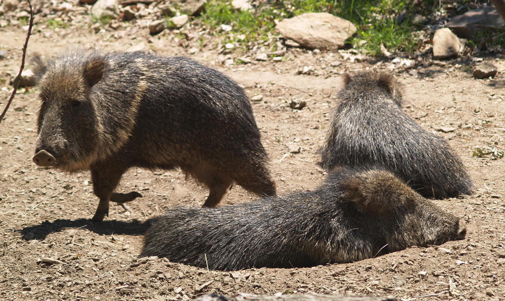 Chacoanpeccary5