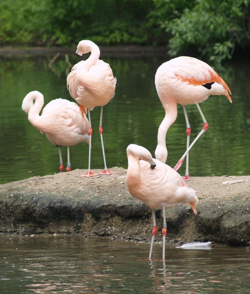 Phoenicopterus chilensis