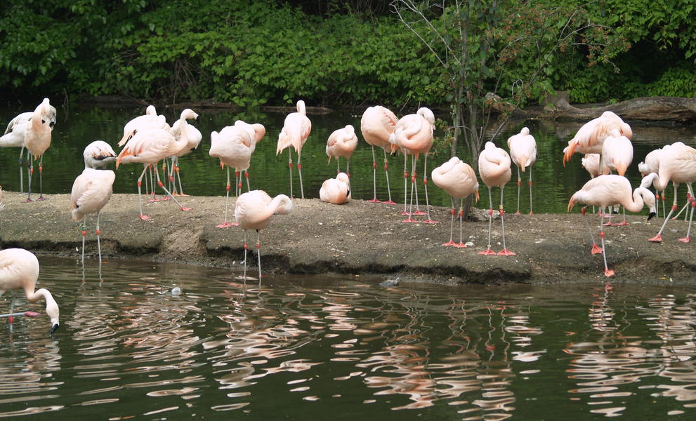 Chileanflamingos2