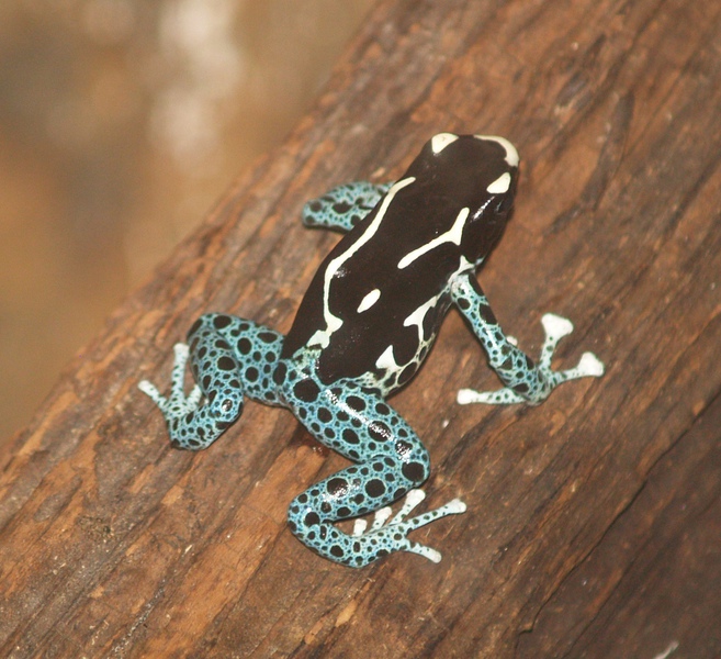 Dendrobates