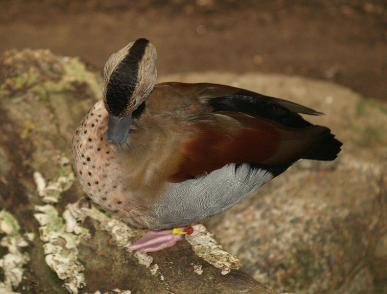 Euteleostomi